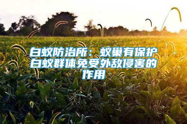 白蚁防治所：蚁巢有保护白蚁群体免受外敌侵害的作用