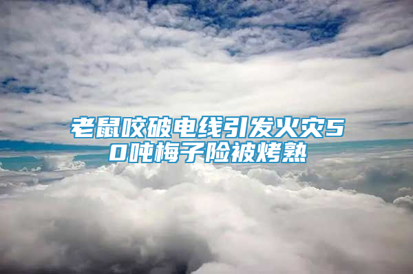 老鼠咬破电线引发火灾50吨梅子险被烤熟