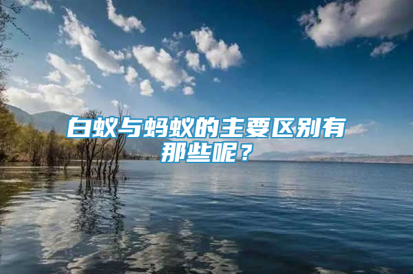 白蚁与蚂蚁的主要区别有那些呢？