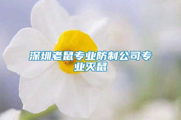 深圳老鼠专业防制公司专业灭鼠