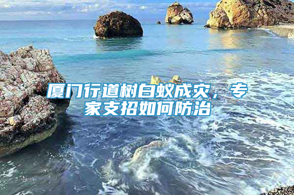 厦门行道树白蚁成灾，专家支招如何防治