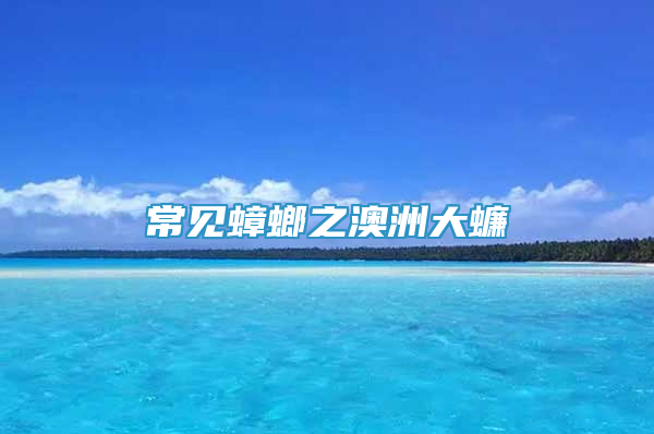 常见蟑螂之澳洲大蠊