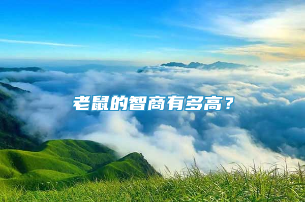 老鼠的智商有多高？