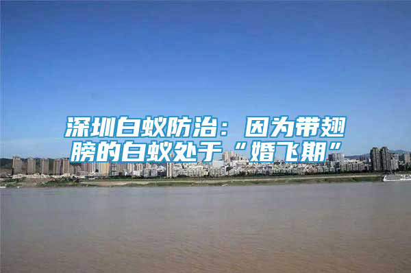 深圳白蚁防治：因为带翅膀的白蚁处于“婚飞期”