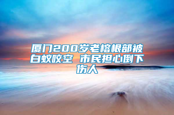 厦门200岁老榕根部被白蚁咬空 市民担心倒下伤人