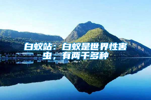 白蚁站：白蚁是世界性害虫，有两千多种