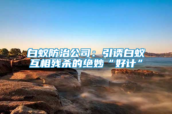 白蚁防治公司：引诱白蚁互相残杀的绝妙“好计”