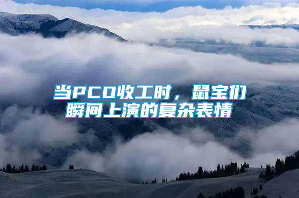 当PCO收工时，鼠宝们瞬间上演的复杂表情
