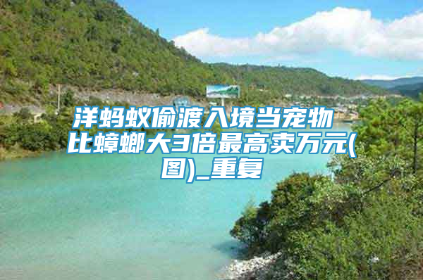 洋蚂蚁偷渡入境当宠物 比蟑螂大3倍最高卖万元(图)_重复