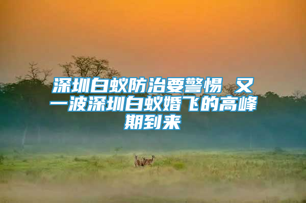 深圳白蚁防治要警惕 又一波深圳白蚁婚飞的高峰期到来