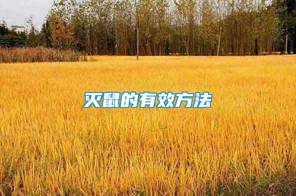 灭鼠的有效方法