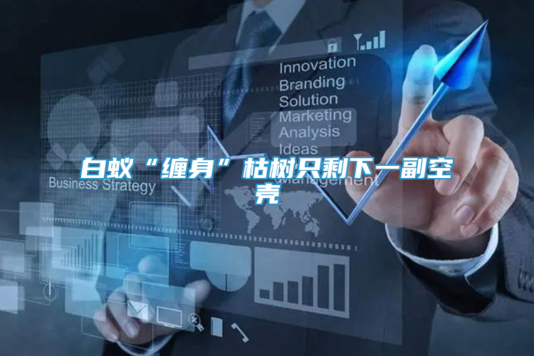 白蚁“缠身”枯树只剩下一副空壳