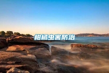 柑橘虫害防治