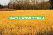 消杀公司是个不错的选择